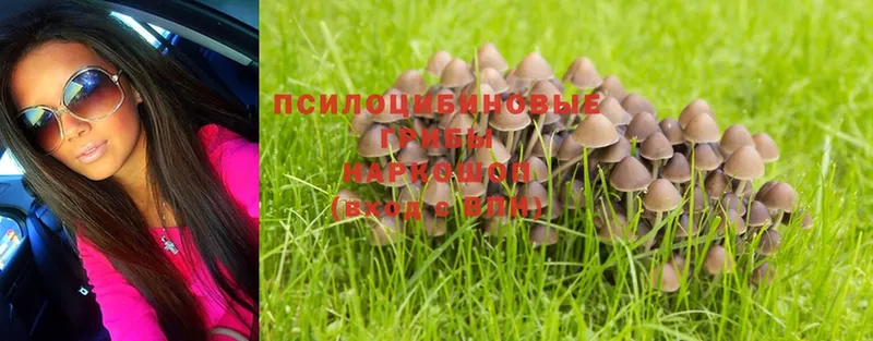 Галлюциногенные грибы Magic Shrooms  Барыш 